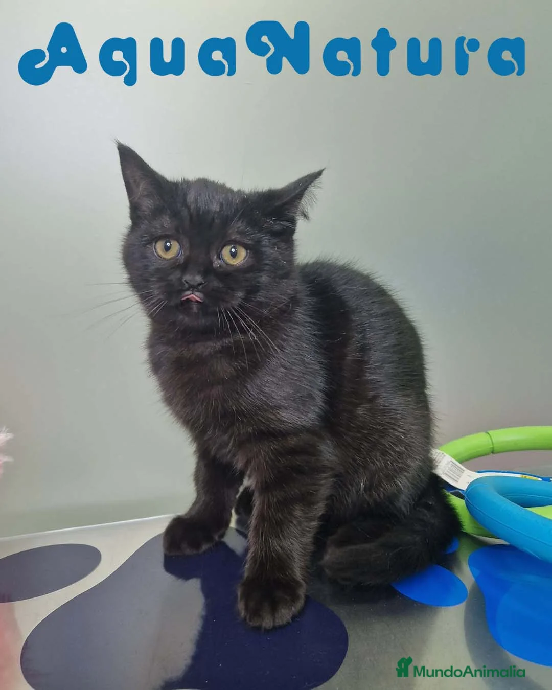 Británico de Pelo Corto gatos en venta: British Shorthair Macho 1739 AQUANATURA - Anuncio 2