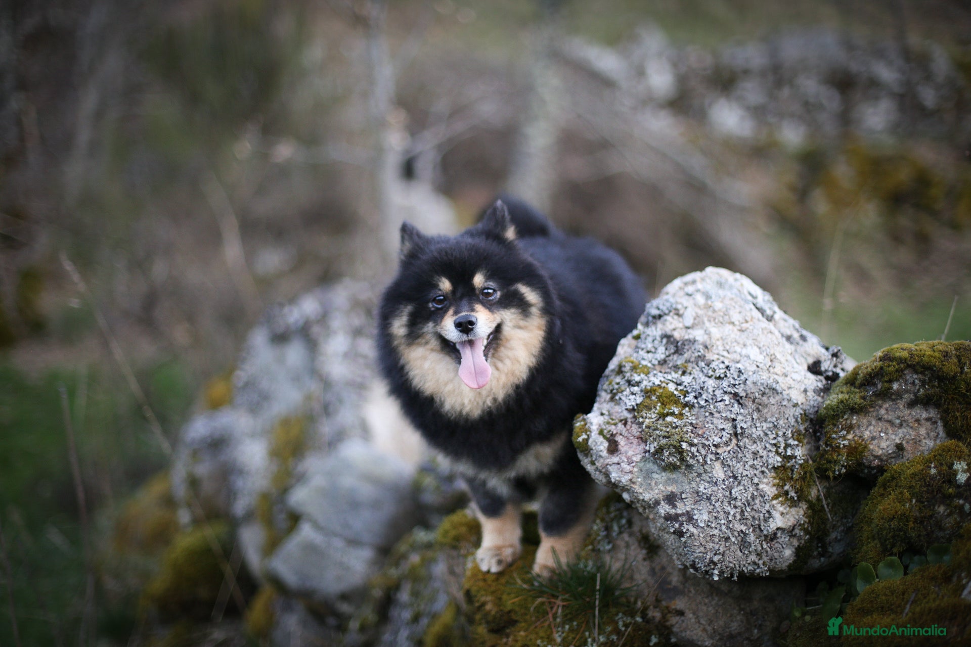 Pomsky perros Pomsky Toy F2a  - Anuncio 1