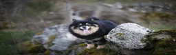 Pomsky perros en venta: Pomsky Toy F2a  - Anuncio 1