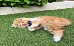 Británico de Pelo Largo gatos en venta: Hembra British Bicolor - Imagen 7