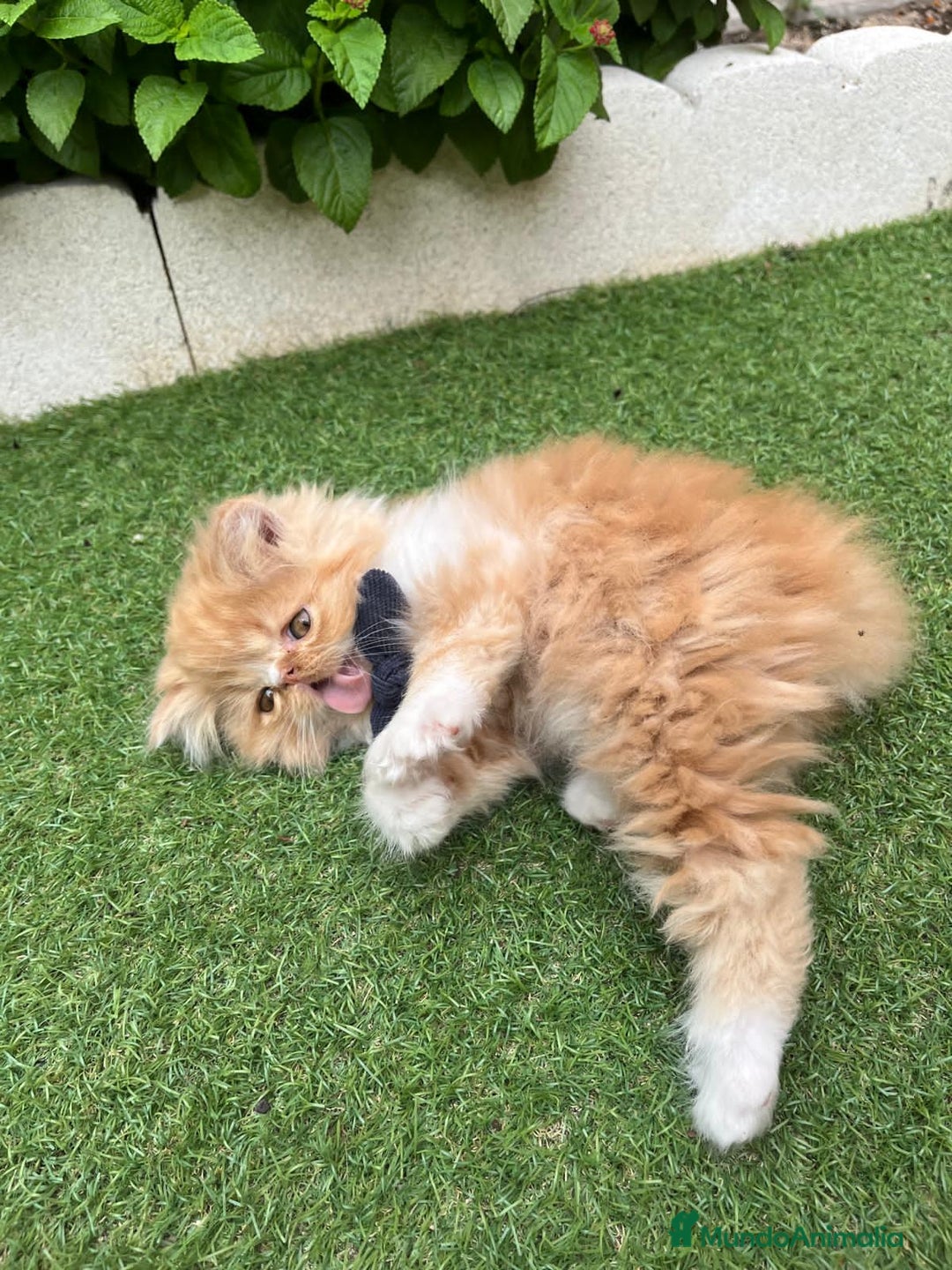Británico de Pelo Largo gatos en venta: Hembra British Bicolor - Imagen 7