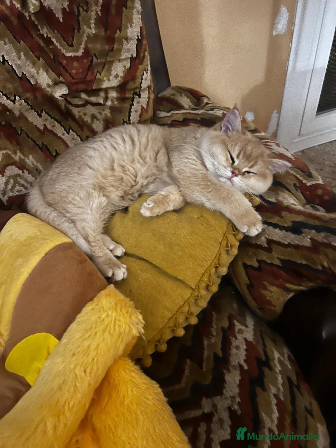 Británico de Pelo Corto gatos en venta: Ultima british golden chinchilla - Anuncio 1