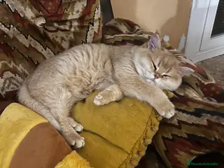 Británico de Pelo Corto gatos Ultima british golden chinchilla - Anuncio 1