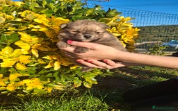 Pomerania perros en venta: Pomerania - Imagen 3