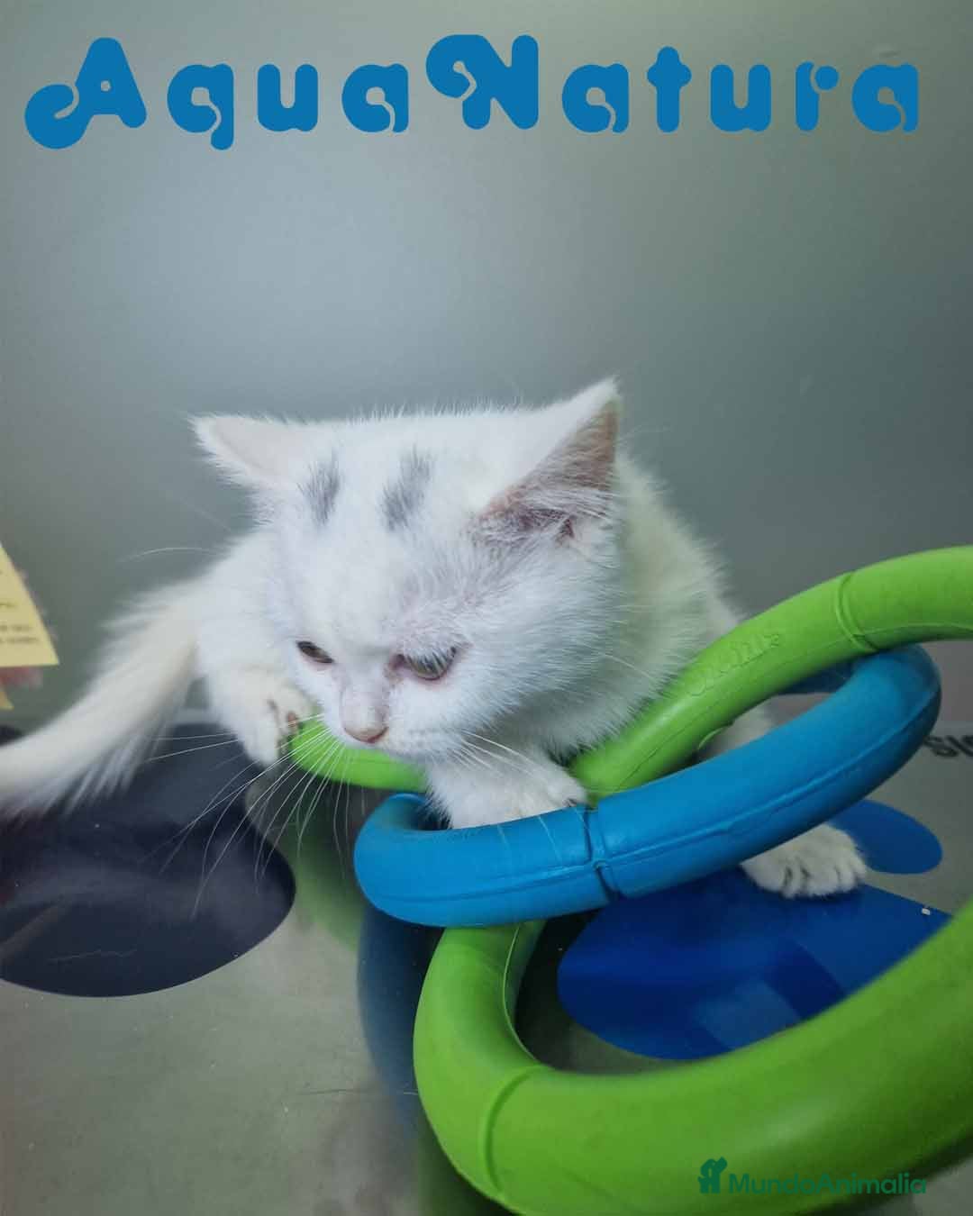 Británico de Pelo Corto gatos British Shorthair Hembra 1740 AQUANATURA - Anuncio 2