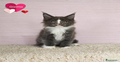 Maine Coon gatos - Anuncio 12