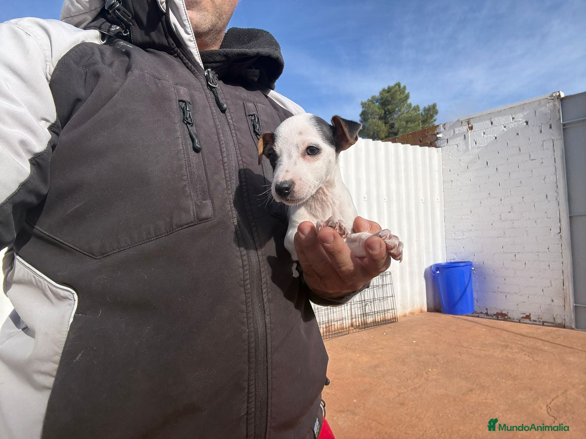 Jack Russell Terrier perros Jack Russell nueva camada  - Anuncio 25