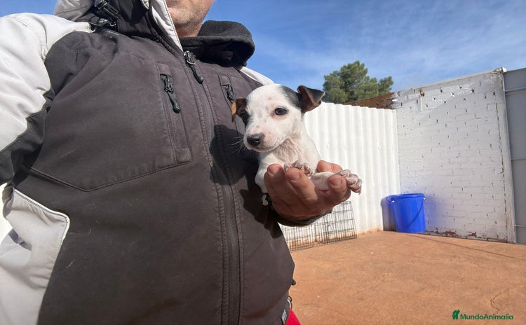 Jack Russell Terrier perros Jack Russell nueva camada  - Anuncio 1