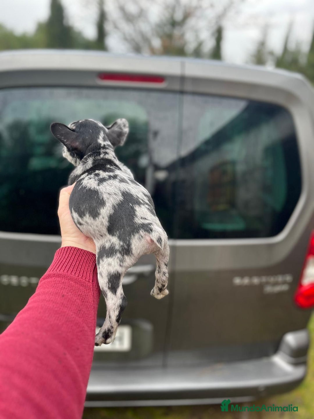 Bulldog Francés perros en venta: Espectacular macho de Bulldog Frances merle - Anuncio 12