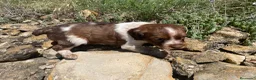 Épagneul Breton perros en venta: Epagneul bretón  en Teruel - Anuncio 15