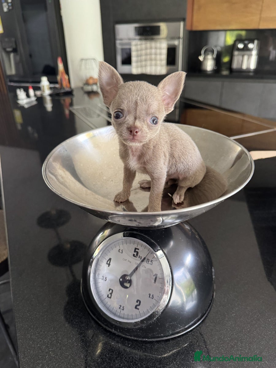 Chihuahua perros CHIHUAHUAS ( ENVIO A CONTRAREMBOLSO )  - Anuncio 3