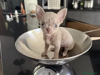 Chihuahua perros CHIHUAHUAS ( ENVIO A CONTRAREMBOLSO ) - Anuncio 3