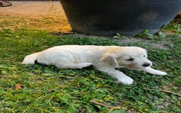 Golden Retriever perros en venta: Espectacular camada de Golden Retriever - Imagen 3