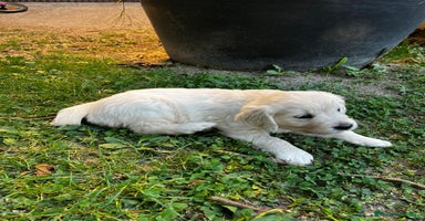 Golden Retriever perros Espectacular camada de Golden Retriever - Anuncio 2