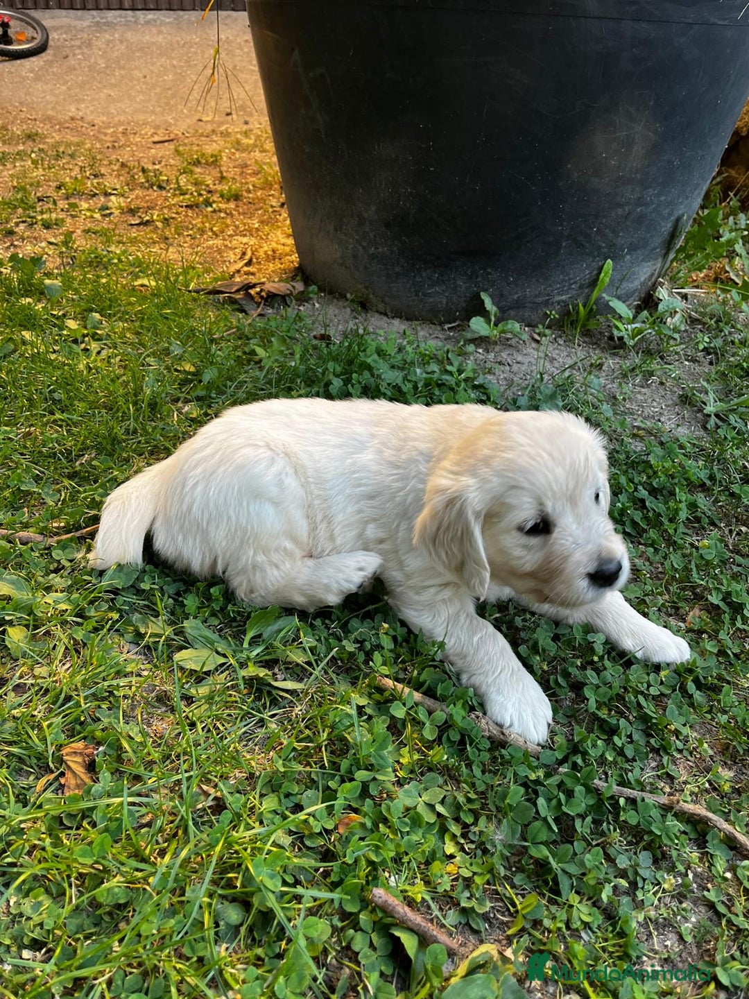 Golden Retriever perros en venta: Espectacular camada de Golden Retriever - Imagen 3