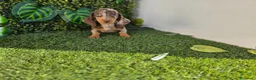 Teckel Miniatura perros en venta: TECKEL KANNINCHEN ARLEQUIN - Anuncio 4