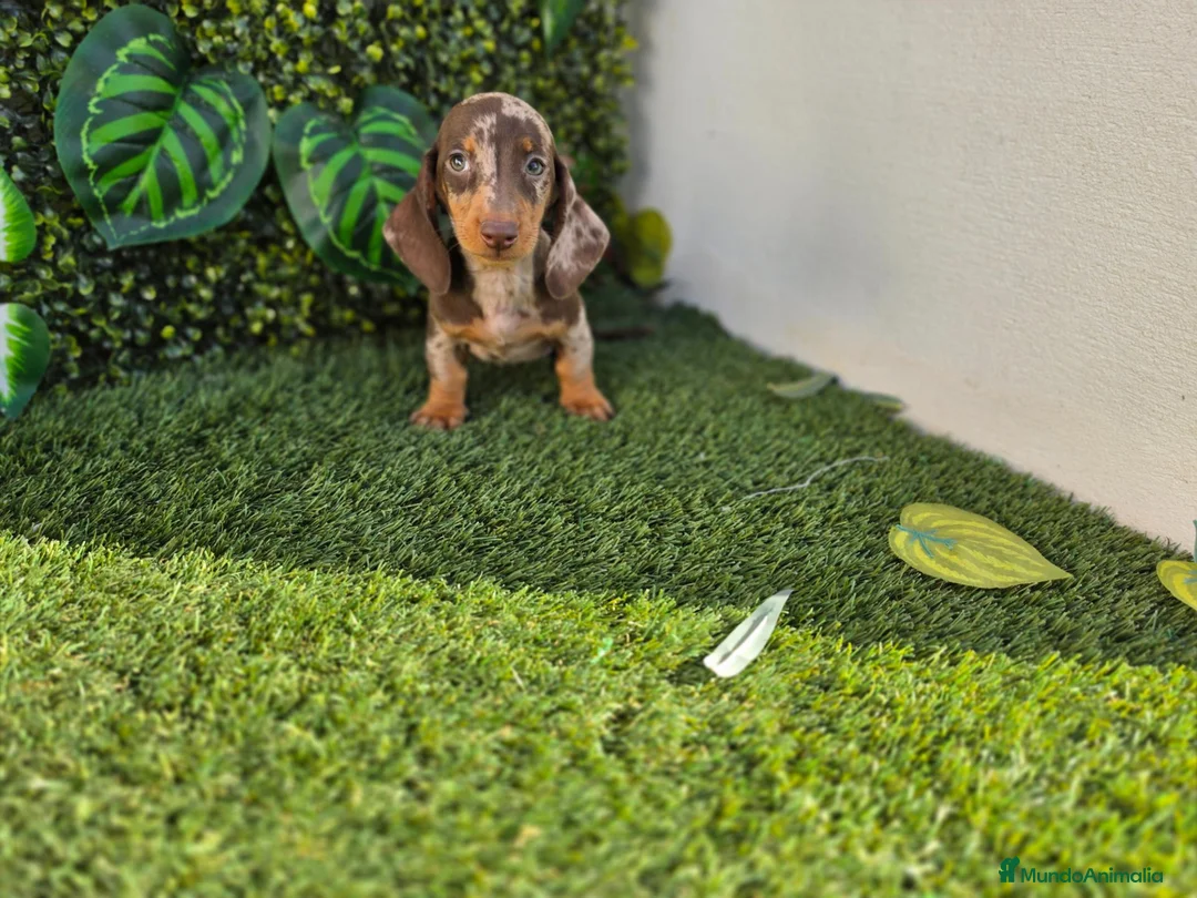 Teckel Miniatura perros en venta: TECKEL KANNINCHEN ARLEQUIN - Anuncio 4