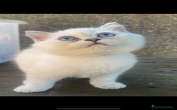 Británico de Pelo Corto gatos en venta: Cachorro british silver point - Imagen 2