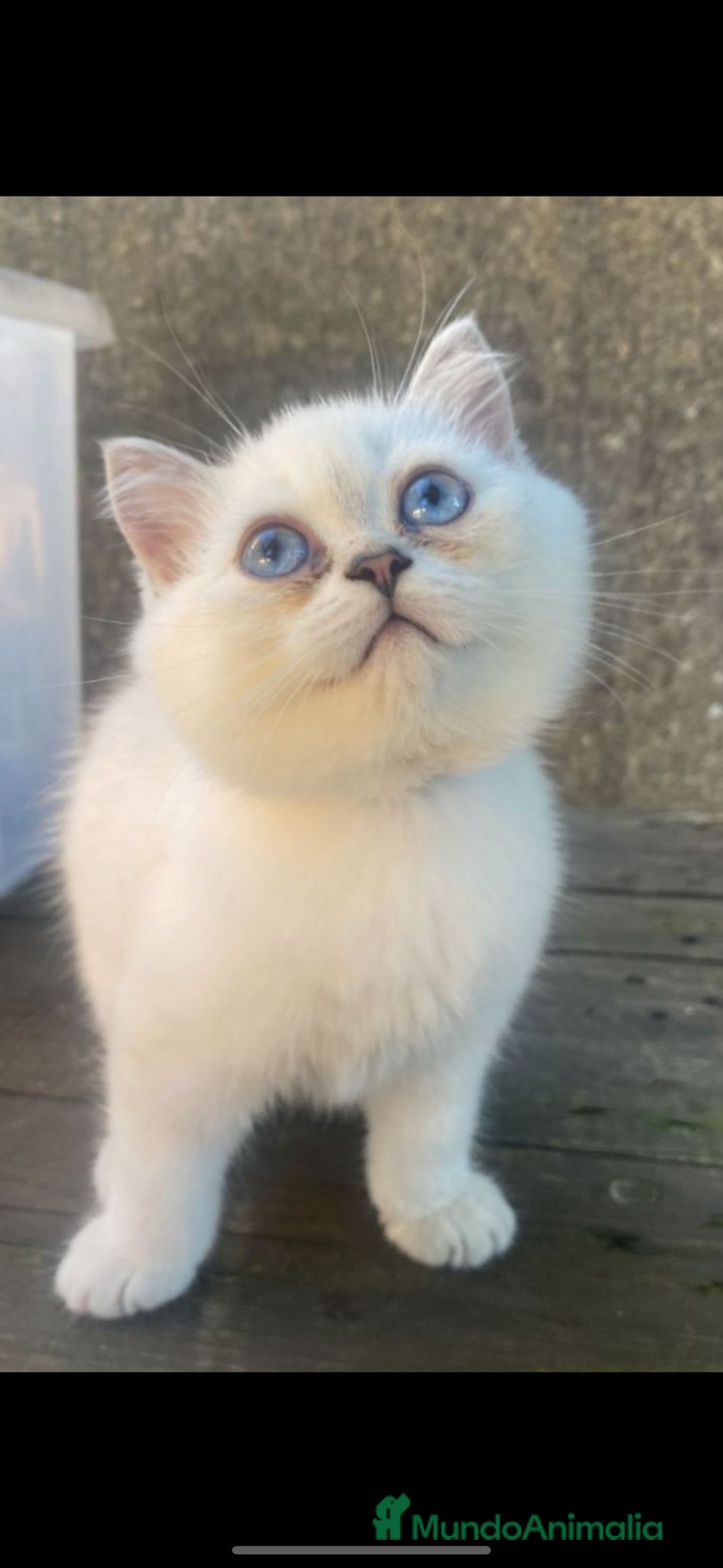 Británico de Pelo Corto gatos en venta: Cachorro british silver point - Imagen 2