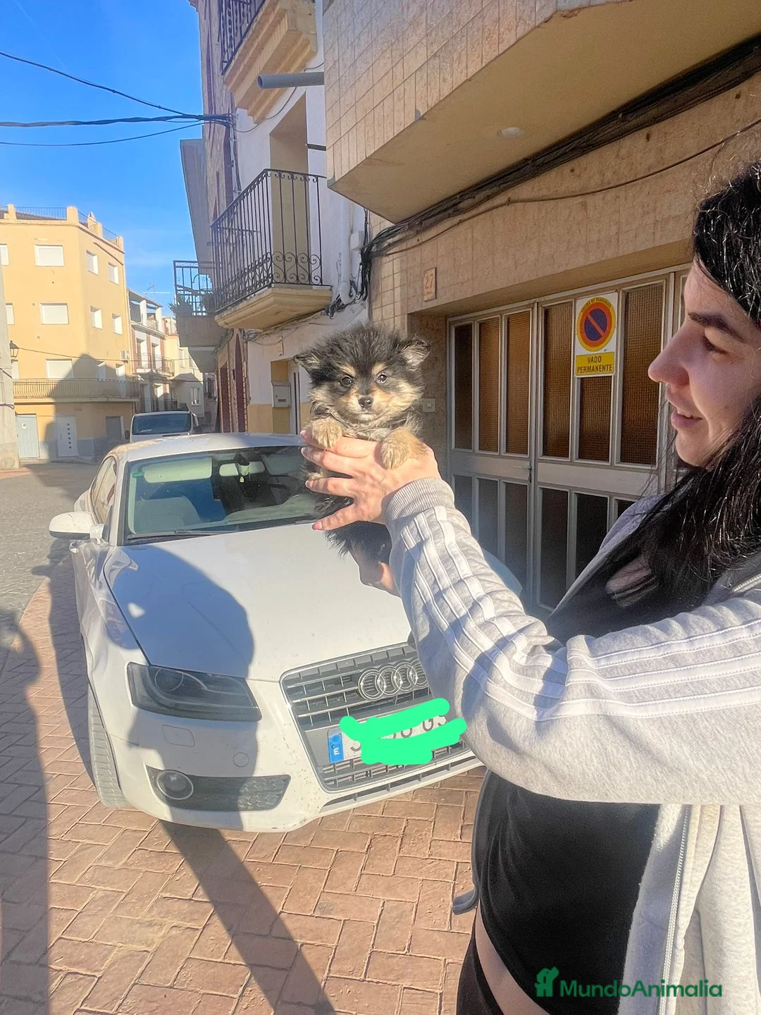 Pomerania perros en venta: Pomerania black & tan  - Anuncio 2