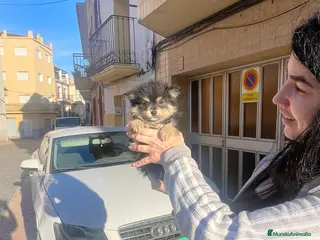 Pomerania perros Pomerania black & tan - Anuncio 38