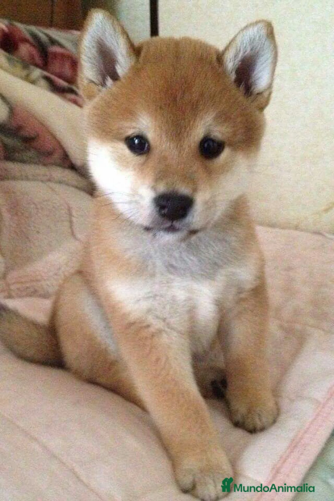 Shiba Inu perros en venta: Shiba Inu Rojo - Anuncio 2