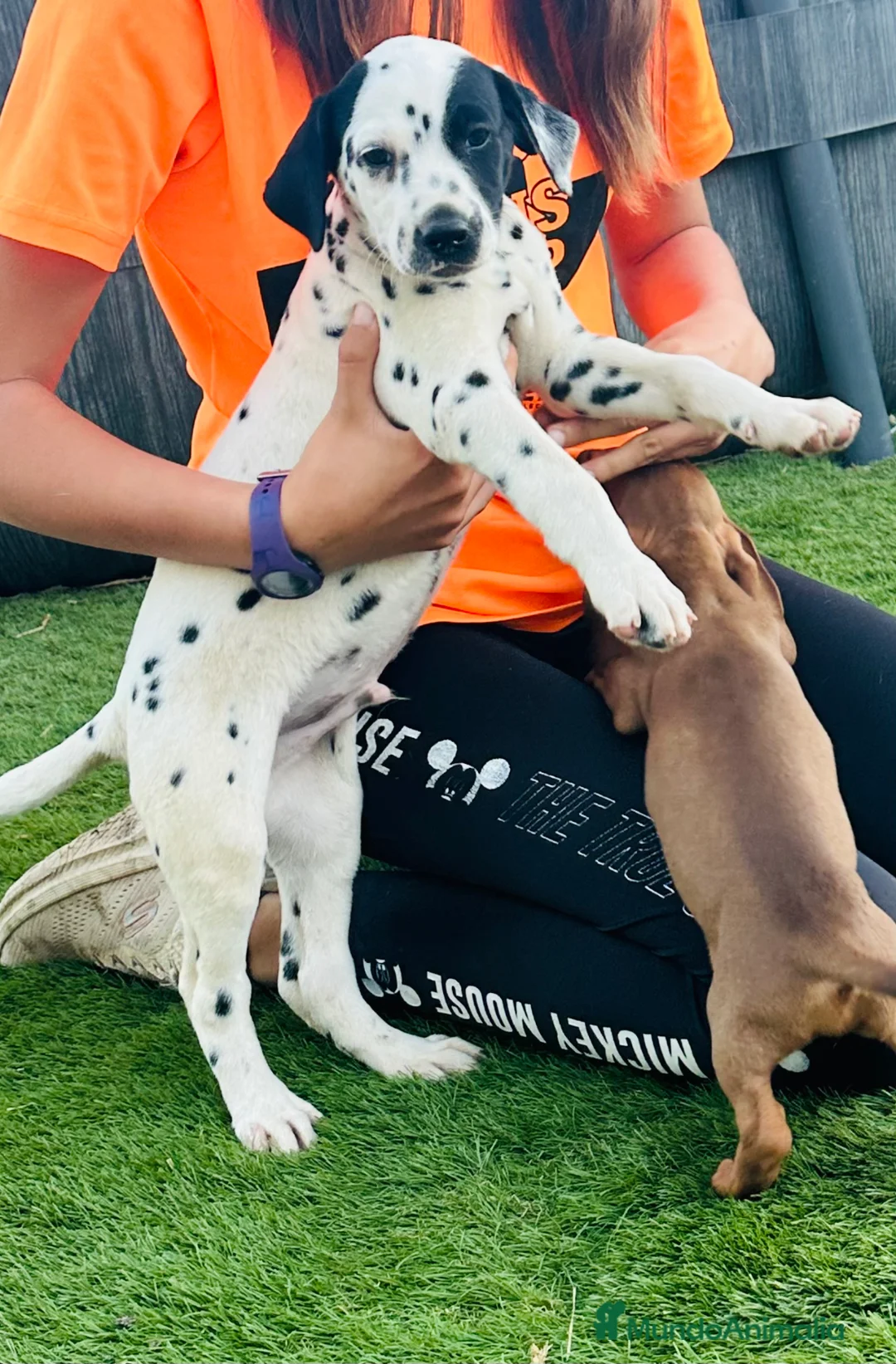 Dálmata perros en venta: Disponible macho de dálmata - Anuncio 2