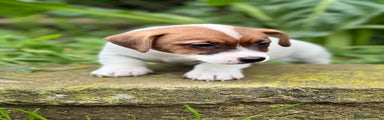 Jack Russell Terrier Cachorro 2