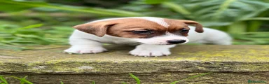 Jack Russell Terrier Cachorro 2