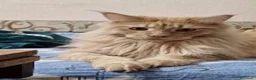 Maine Coon gatos en venta: Maine Coon - Anuncio 1