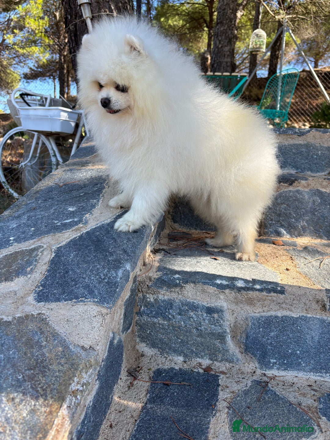 Pomerania perros en venta: Pomerania hembra vacunación completa  - Imagen 9