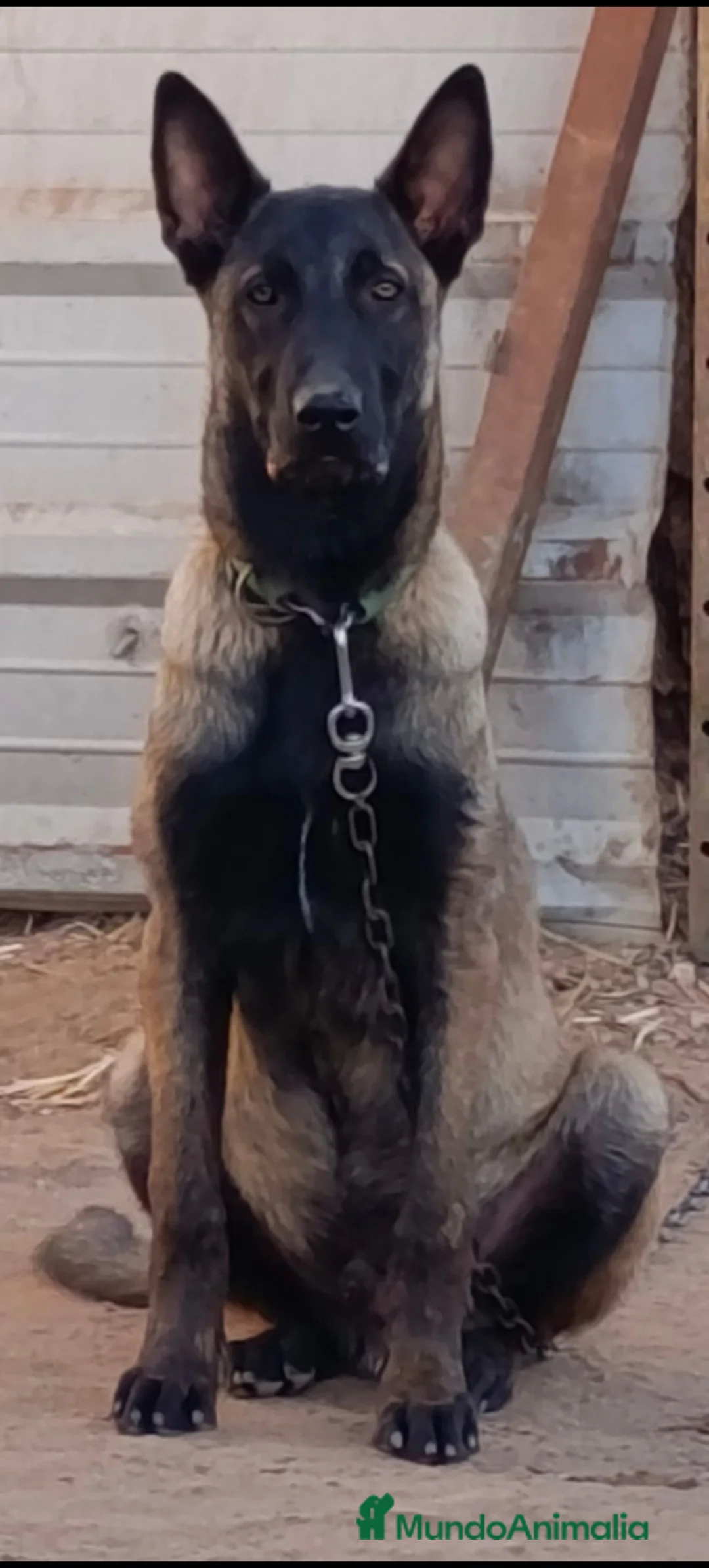 Pastor Belga Malinois perros en venta: Disponible 1 hembra de Pastor belga Malinois  - Anuncio 4
