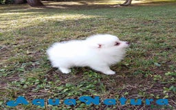 Pomerania perros en venta: Pomerania Hembra 1 de Grana y Pompom AQUANATURA - Imagen 3