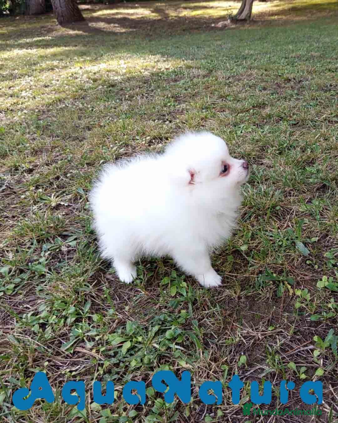 Pomerania perros en venta: Pomerania Hembra 1 de Grana y Pompom AQUANATURA - Imagen 3