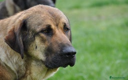 Mastín Español perros en venta: Camadas de Mastín Español Autóctono Tradicional - Imagen 6