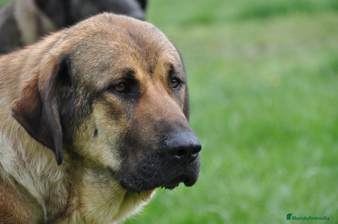 Mastín Español perros en venta: Camadas de Mastín Español Autóctono Tradicional - Imagen 6