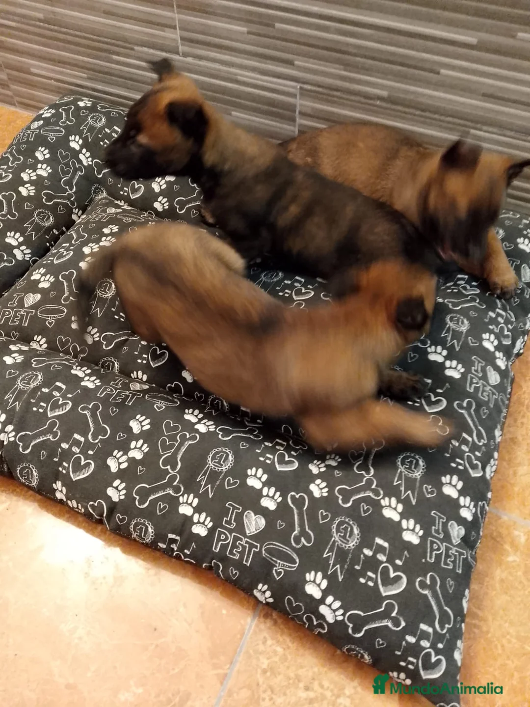 Pastor Belga Malinois perros en venta: Cachorros de pastor belga malinois - Anuncio 3