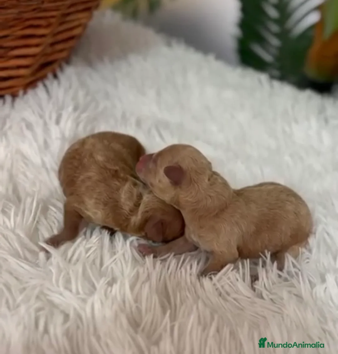 Caniche Toy perros en venta: CANICHE HEMBRA - Anuncio 2