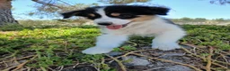 Pastor Australiano perros en venta: PASTOR AUSTRALIANO  - Anuncio 1