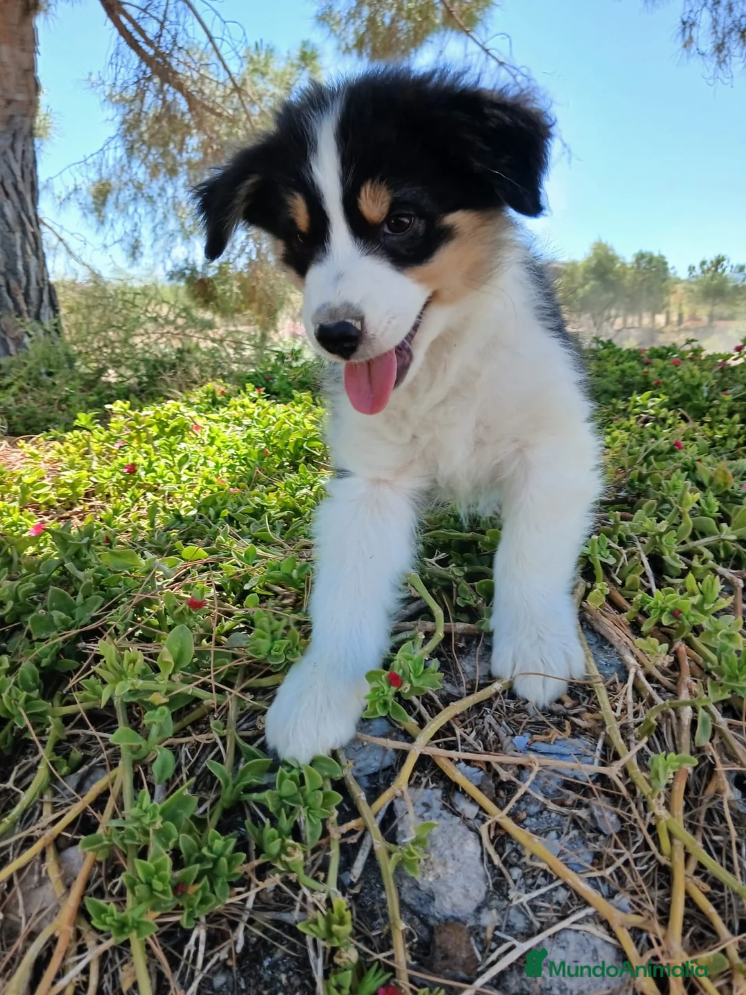 Pastor Australiano perros en venta: PASTOR AUSTRALIANO  - Anuncio 1
