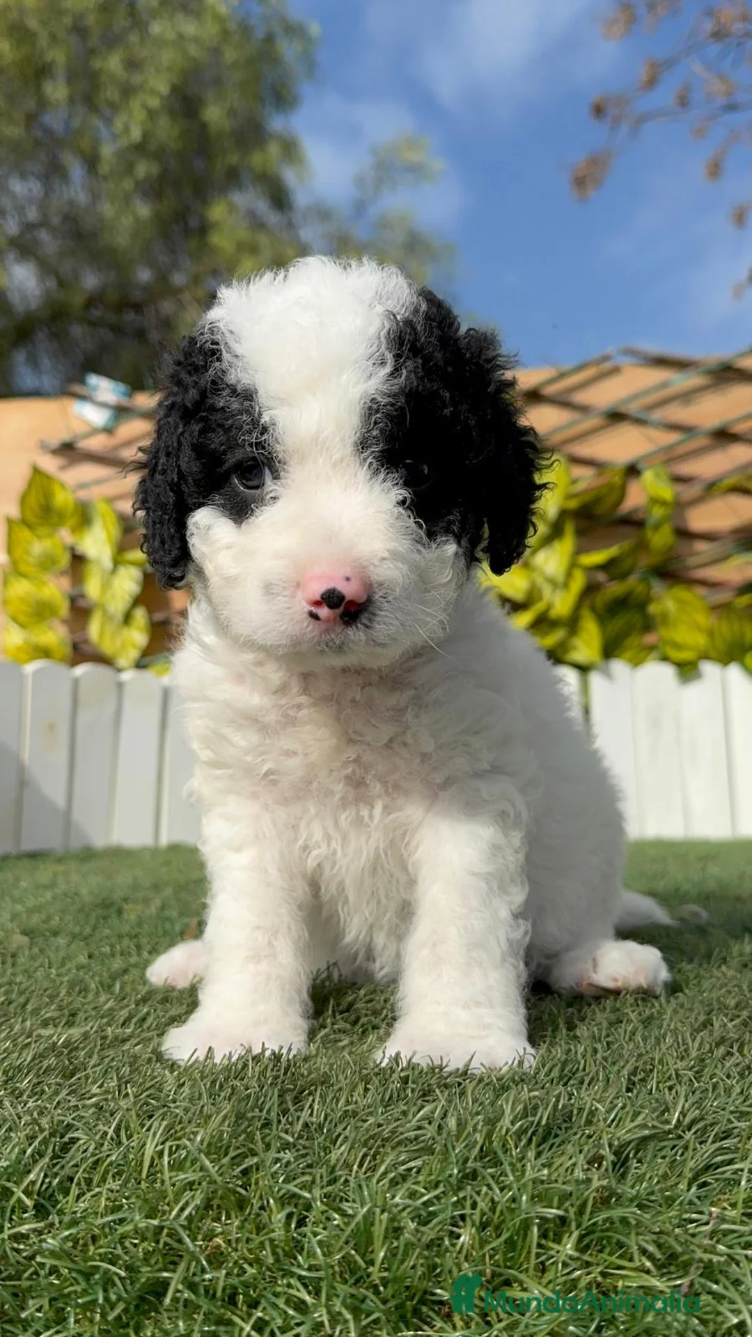 Perro de Agua Español perros en venta: PERRO DE AGUA HEMBRA - Anuncio 7