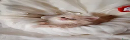 Persa gatos en venta: Disponible gatitos persa  - Anuncio 9