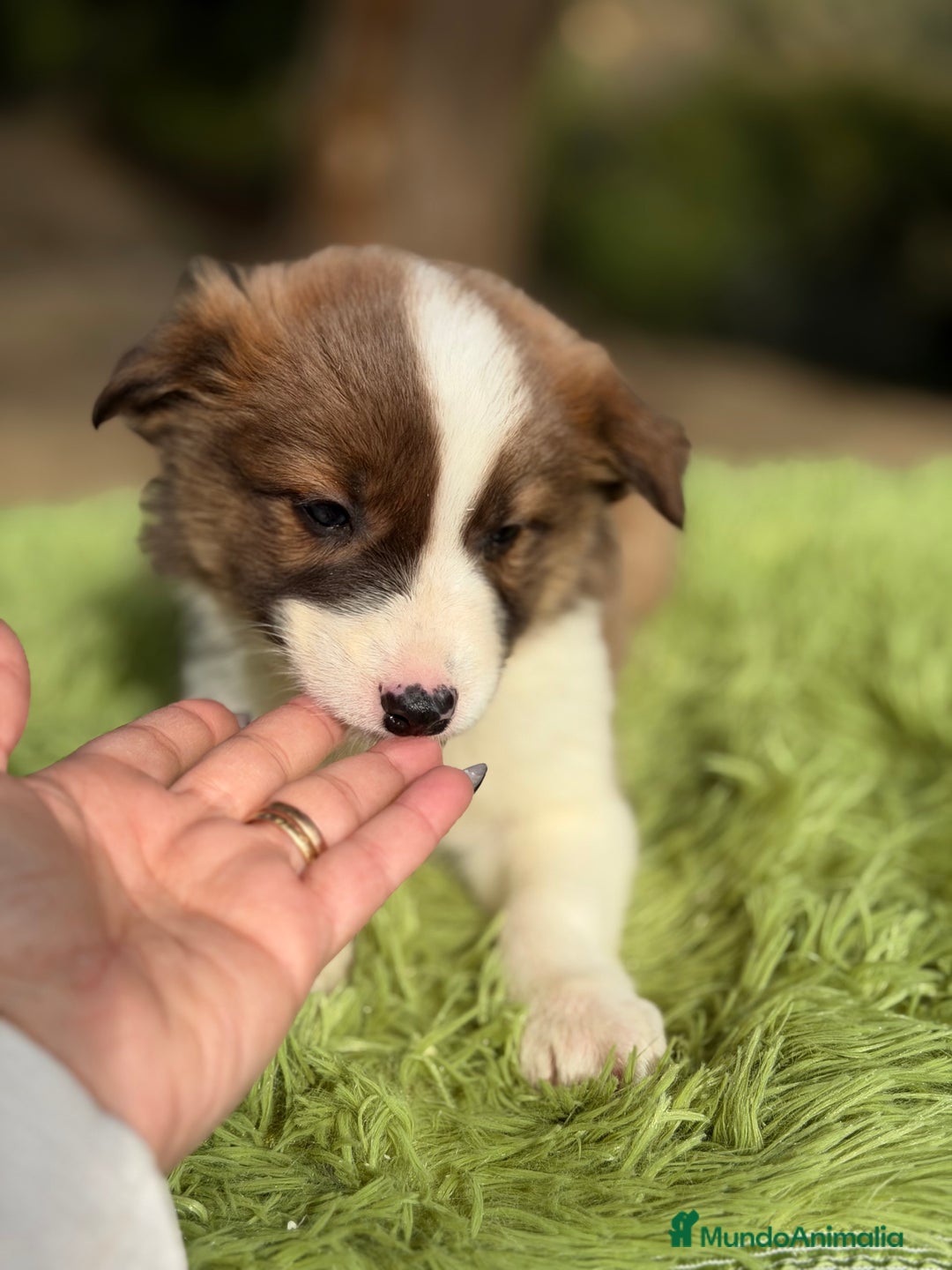 Border Collie perros en venta: Border marrón y blanco  - Anuncio 5