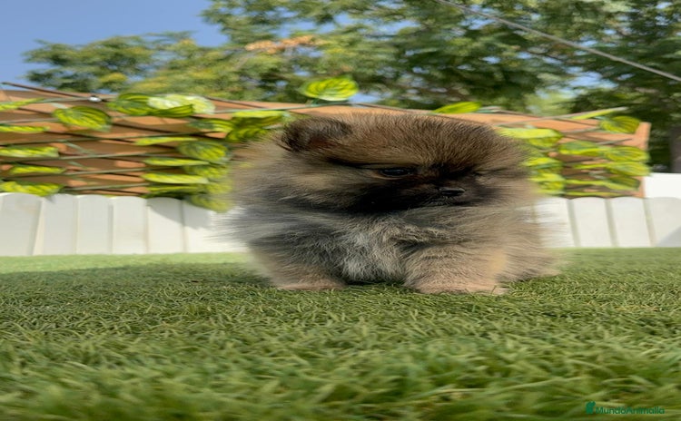 Pomerania perros - Anuncio 8
