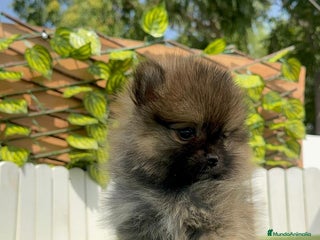 Pomerania perros - Anuncio 22