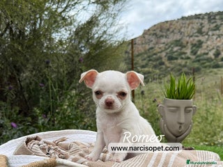 Chihuahua perros - Anuncio 28