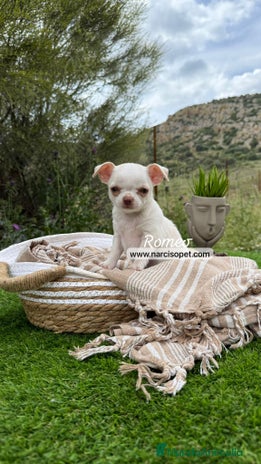 Chihuahua perros - Anuncio 9