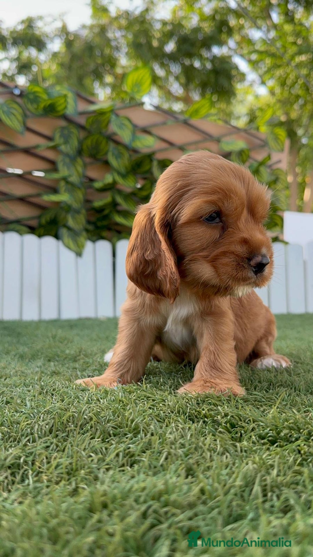 Cocker Spaniel Inglés perros en venta: COCKER SPANIEL INGLES - Imagen 2