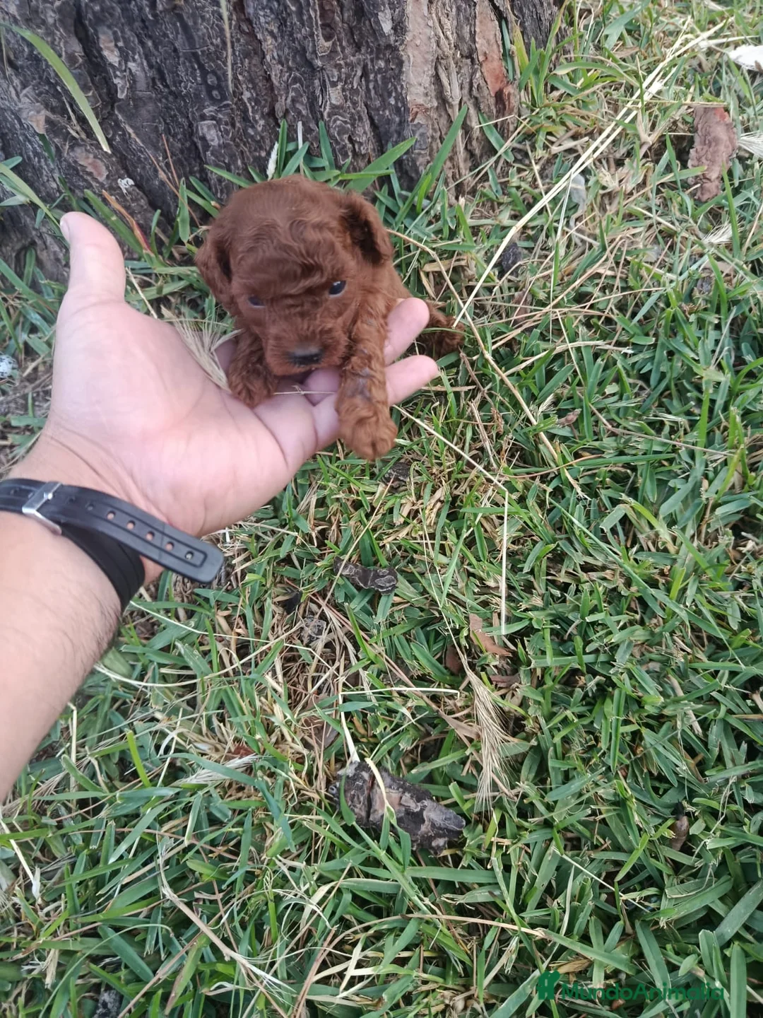 Caniche Toy perros en venta: PRECIOSOS CANICHE  ROJO LINEA ASIÁTICO  - Anuncio 2