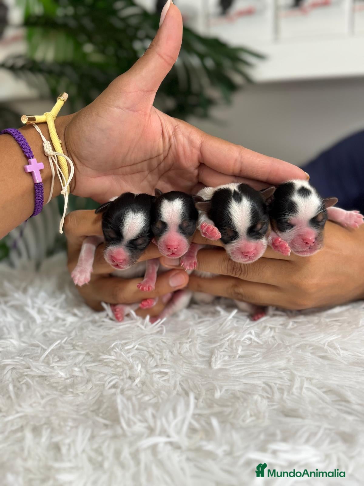 Yorkshire Terrier perros en venta: YORKSHIRE BIEWER - Anuncio 7